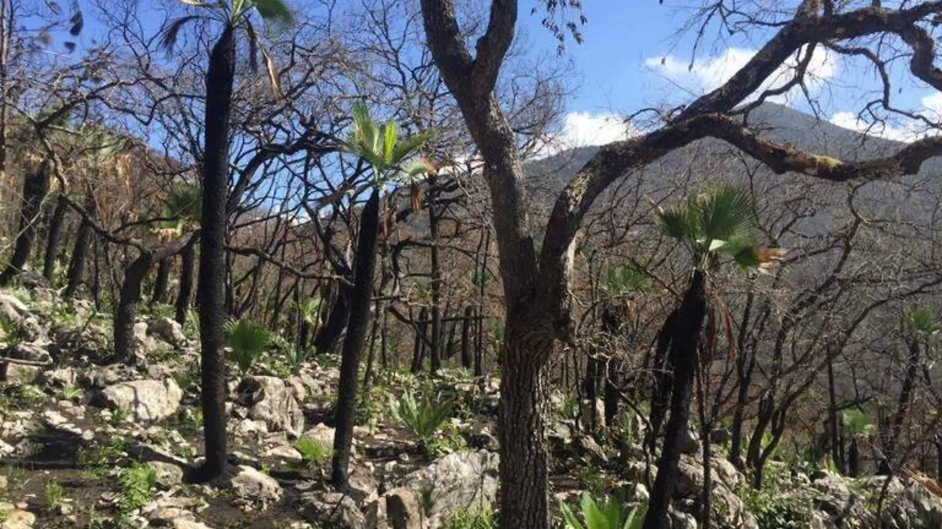 Sierra Gorda (1)